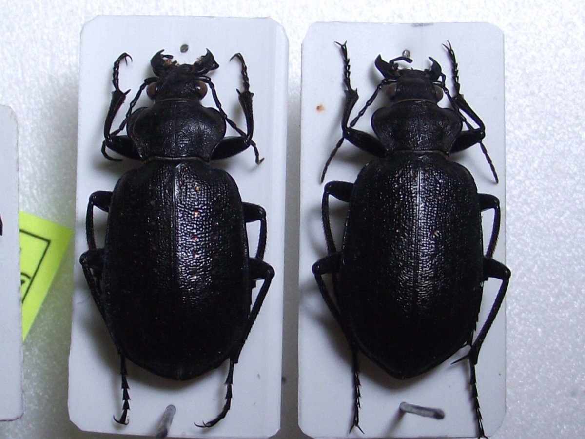 Жуки Челябинской области