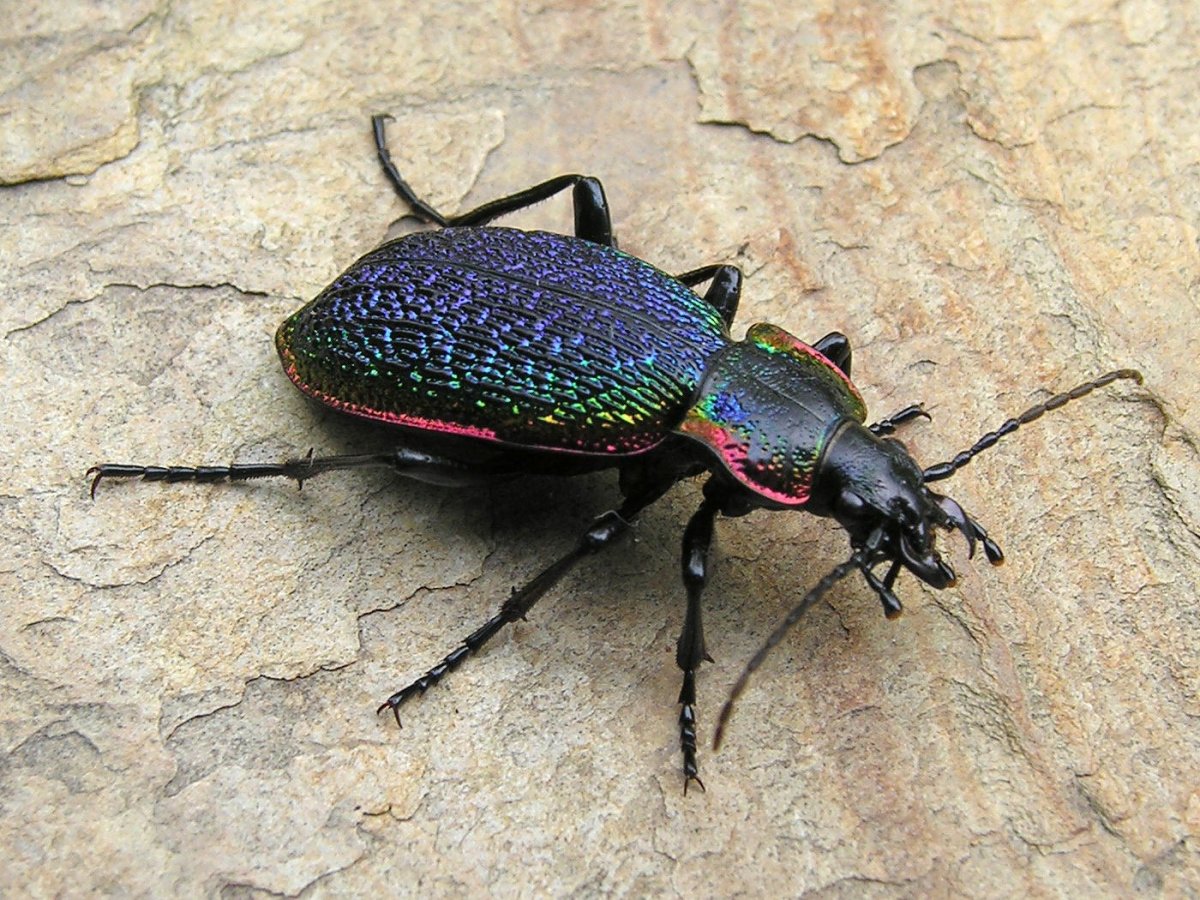 Жук жужелица Кавказская