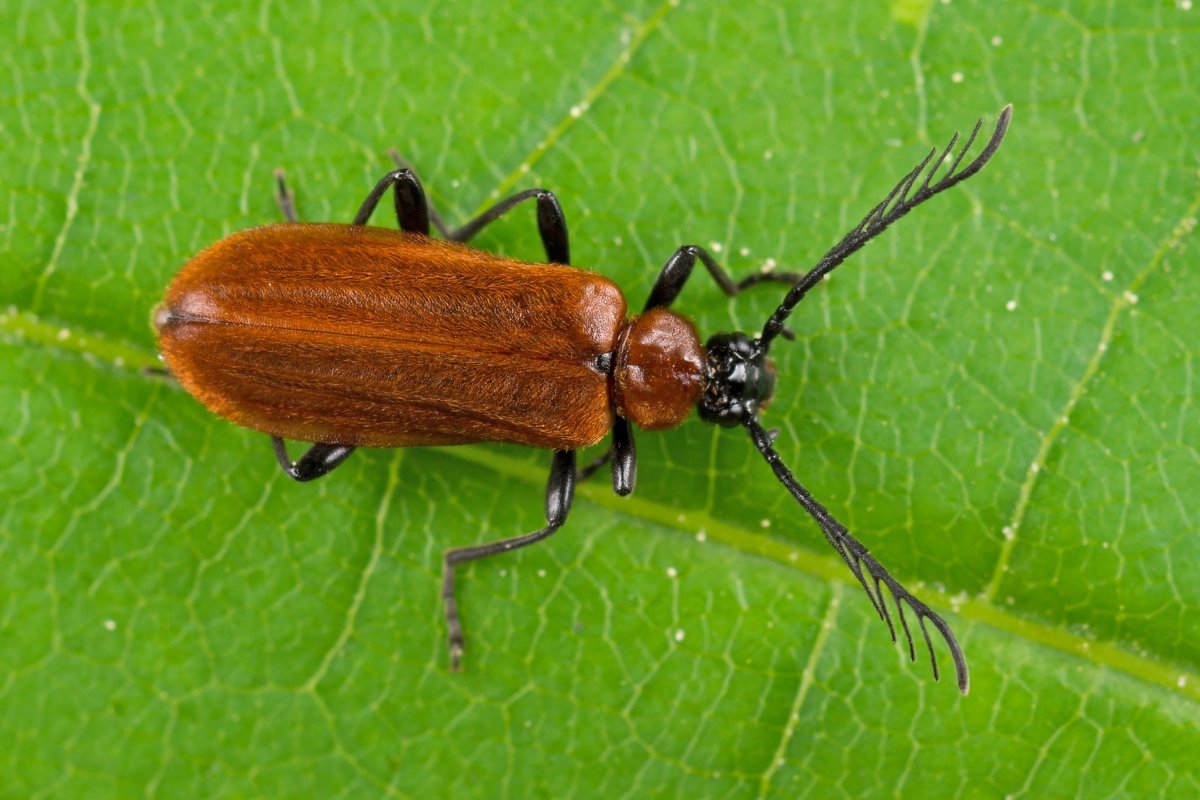 Жук-олень (Lucanus Cervus)