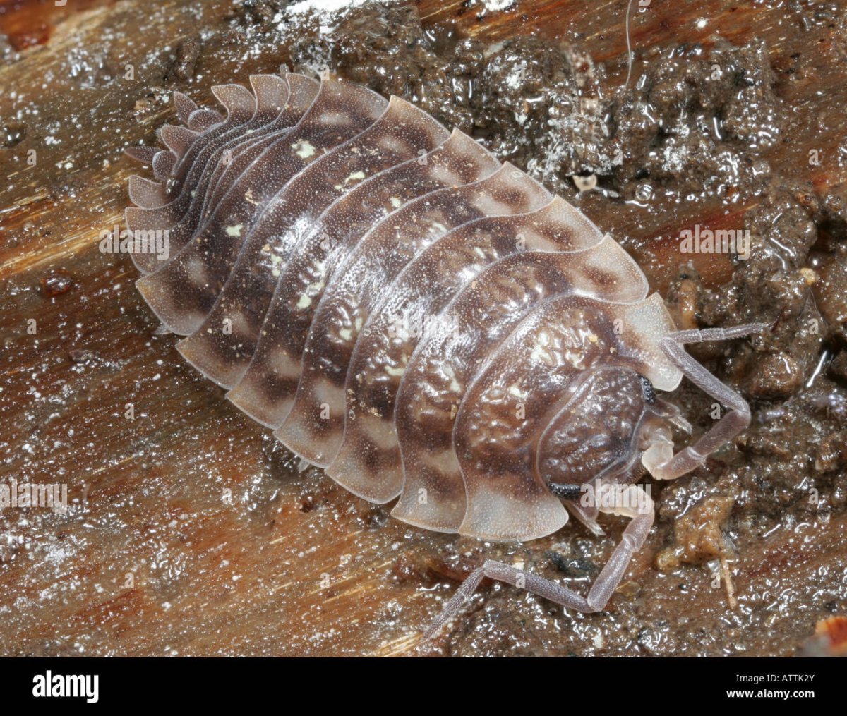 Мокрицы Armadillidium vulgare