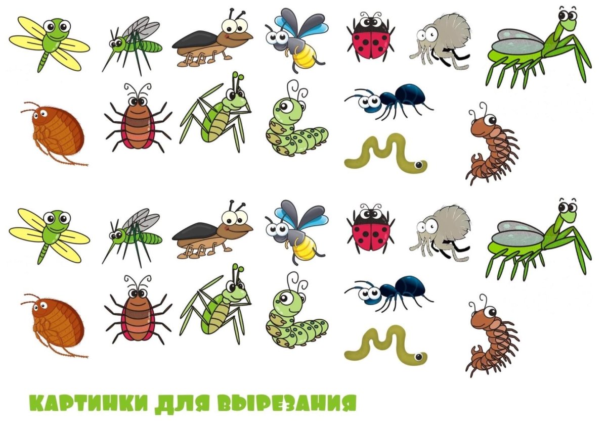 Гигантский изопод фото