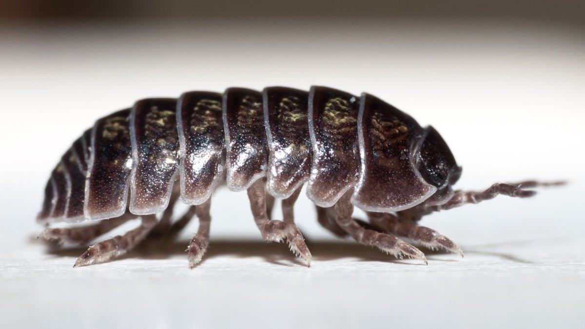 Домашние насекомые питомцы