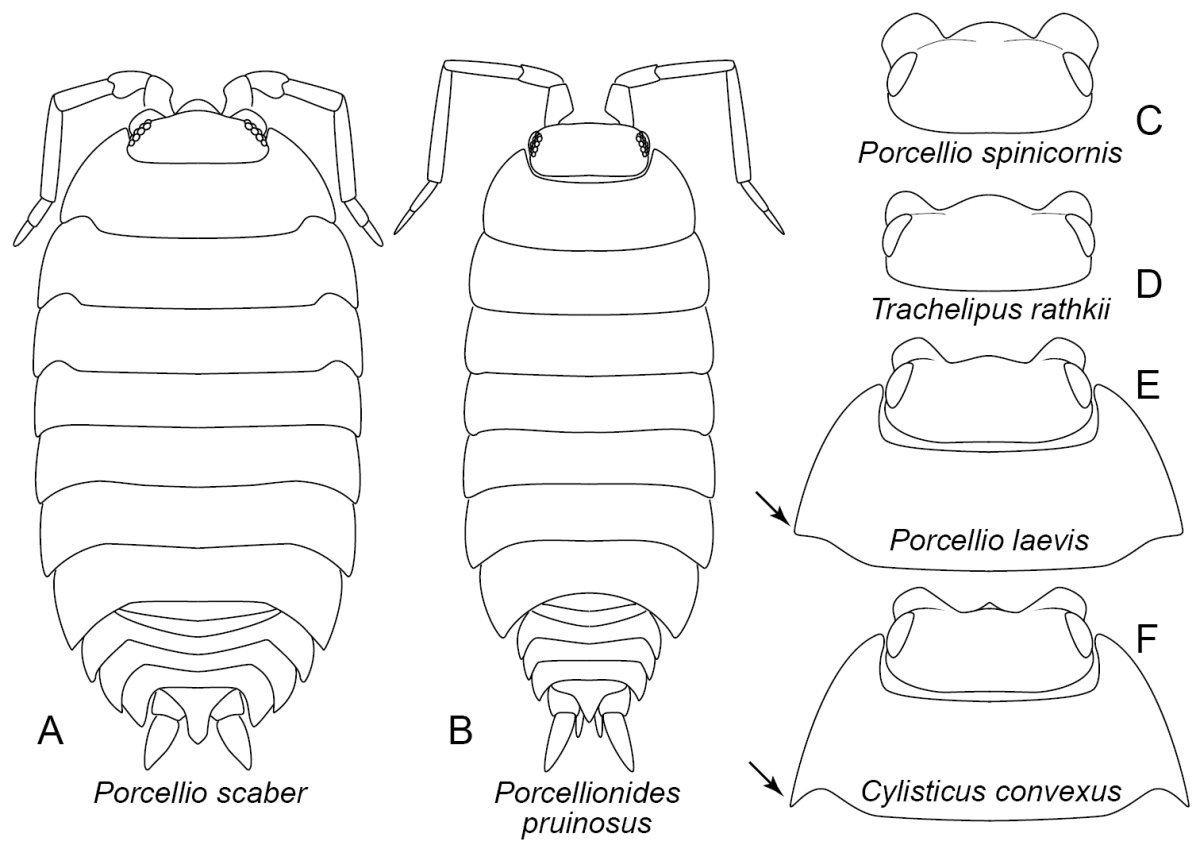 Armadillidium Cubaris