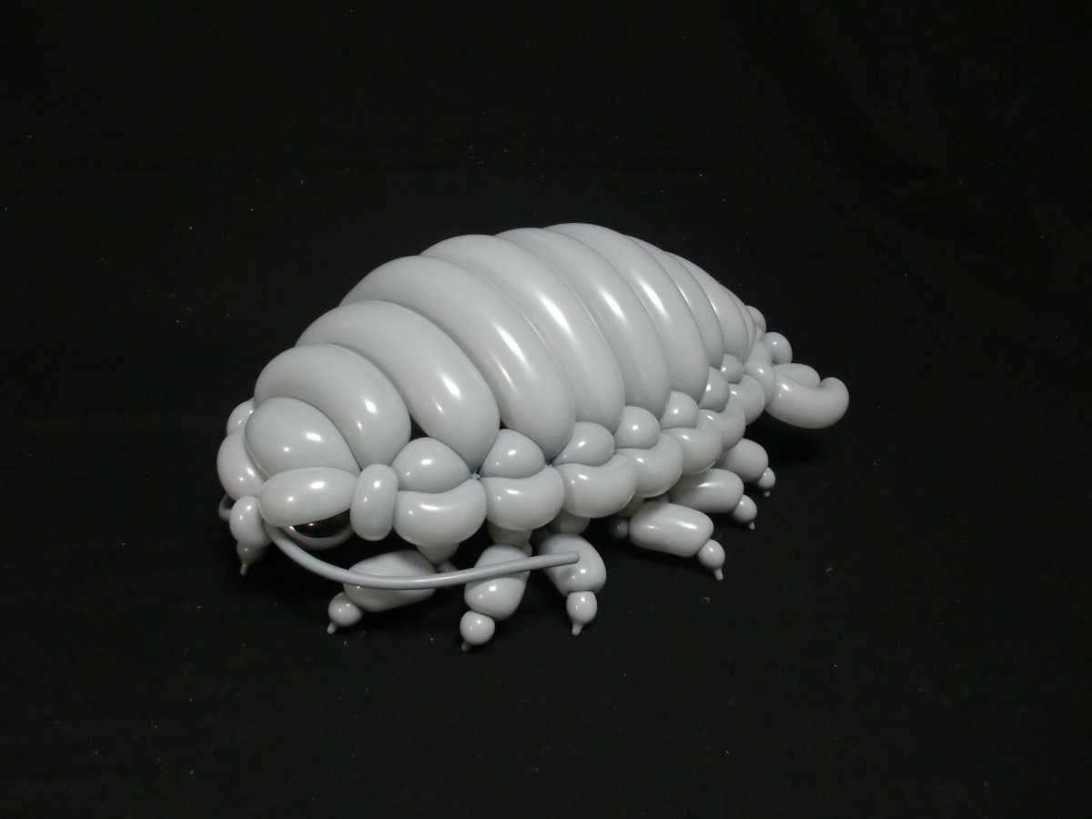 Мокрица Свинка