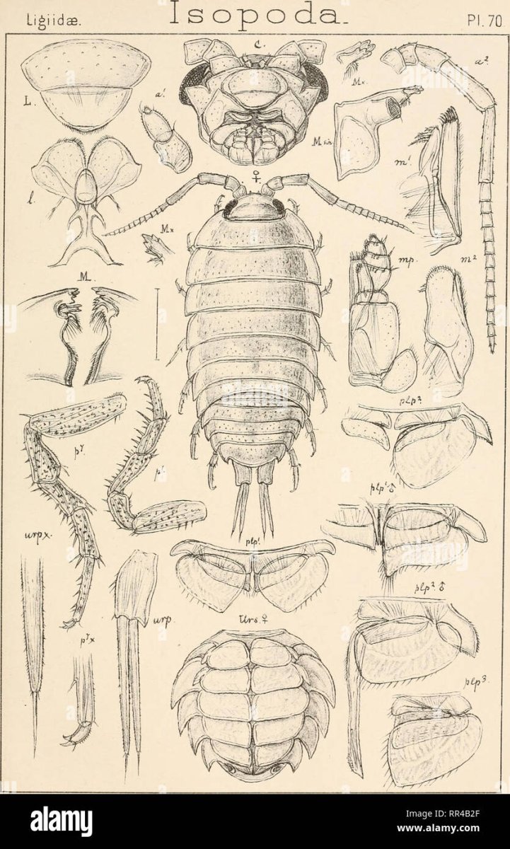 Мокрица Жук личинки