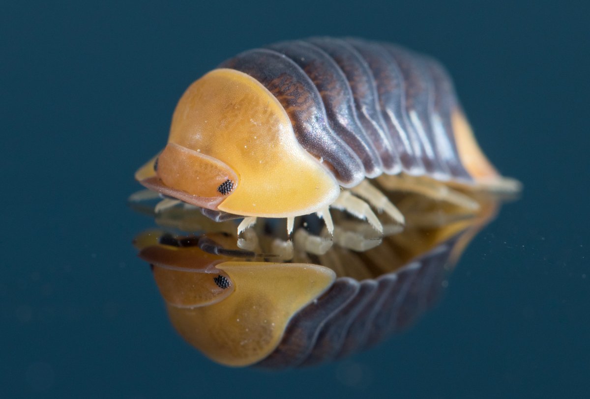 Доисторический изопод