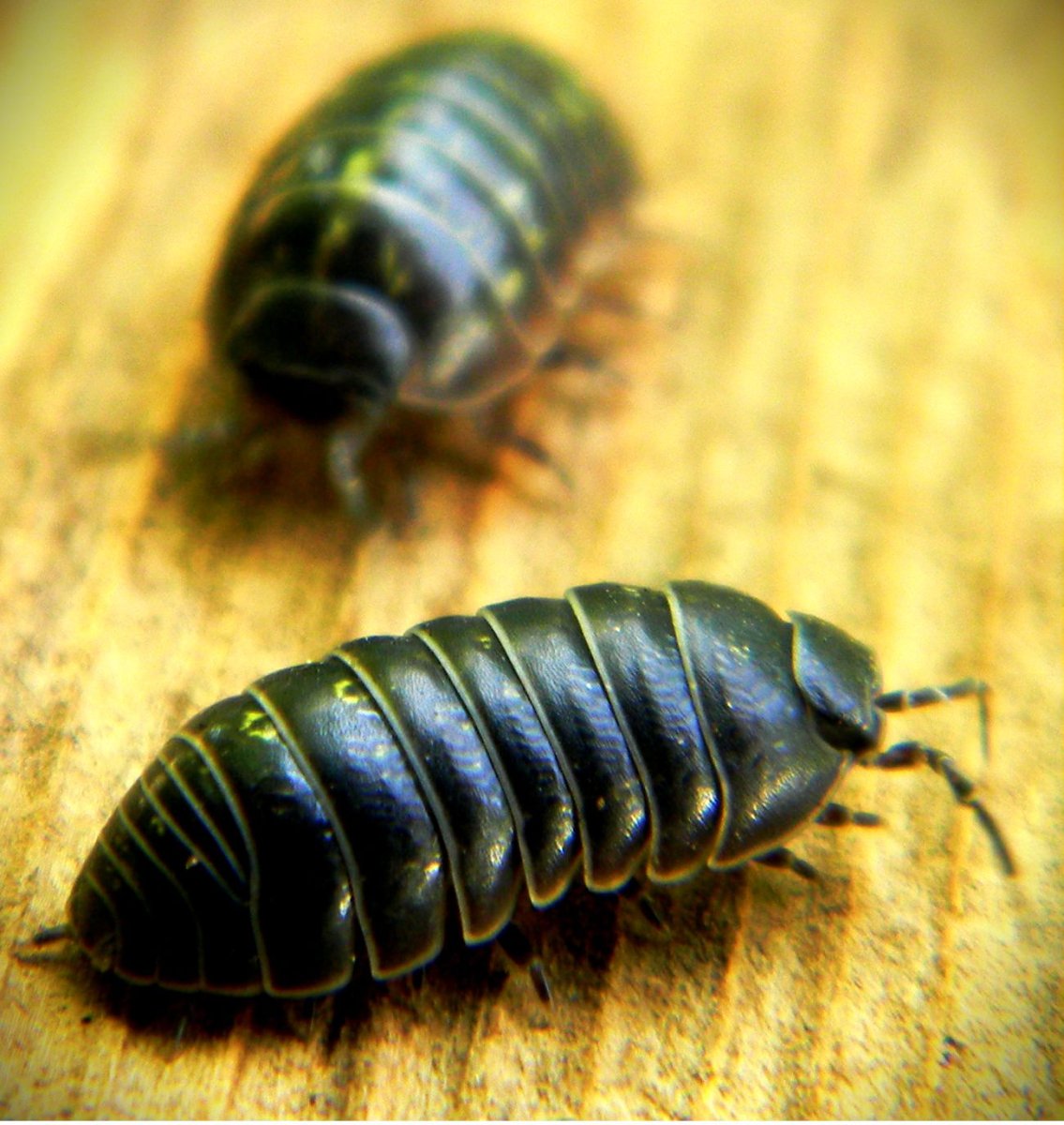 Личинка Xylotrupes Gideon