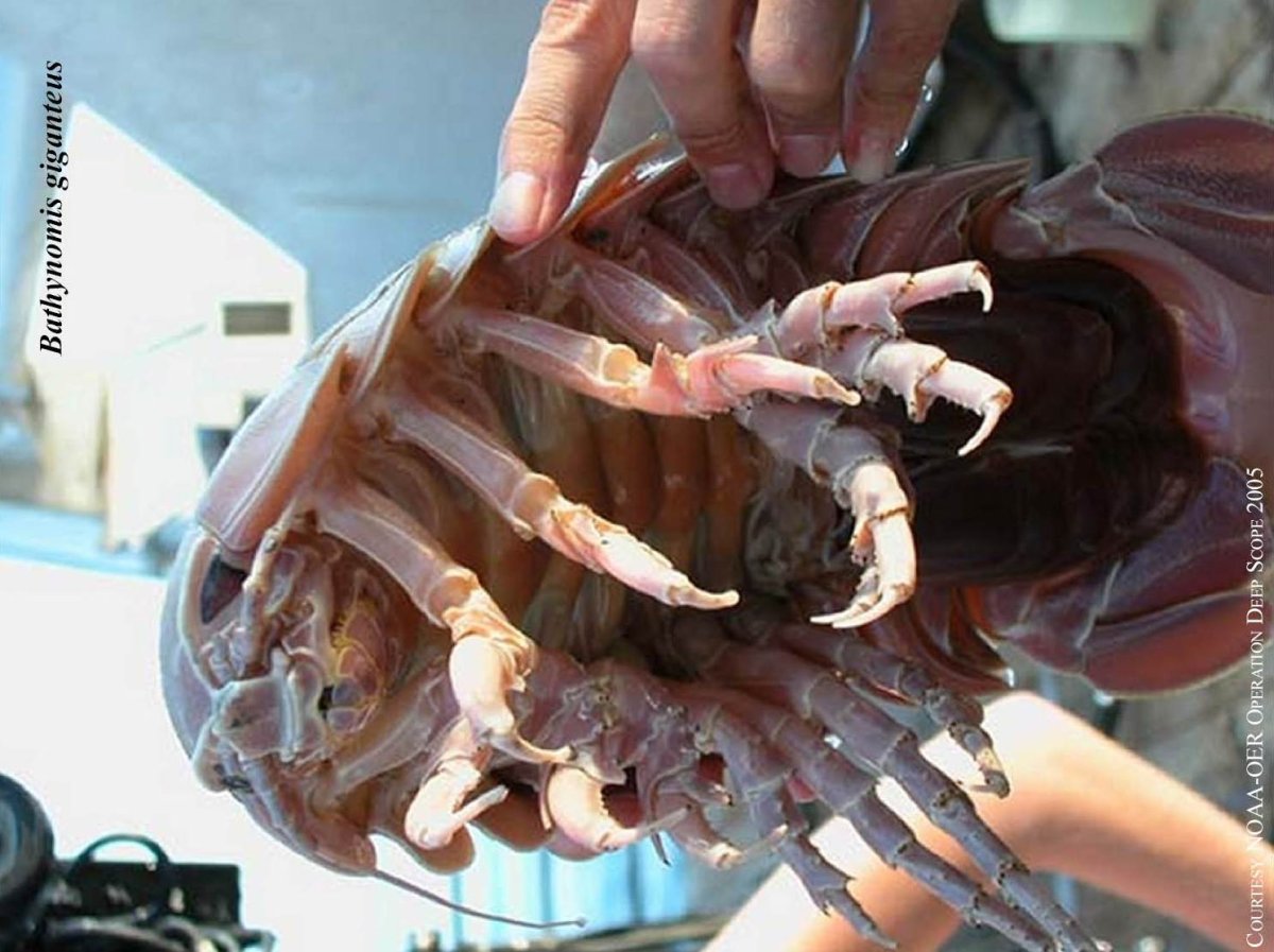 Изопод едят заражение людей