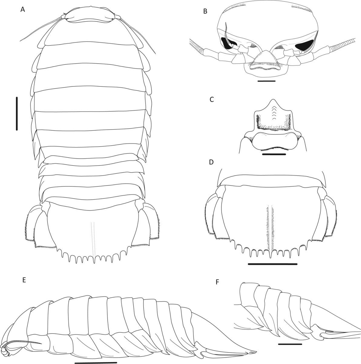 Porcellio laevis Dairy Cow