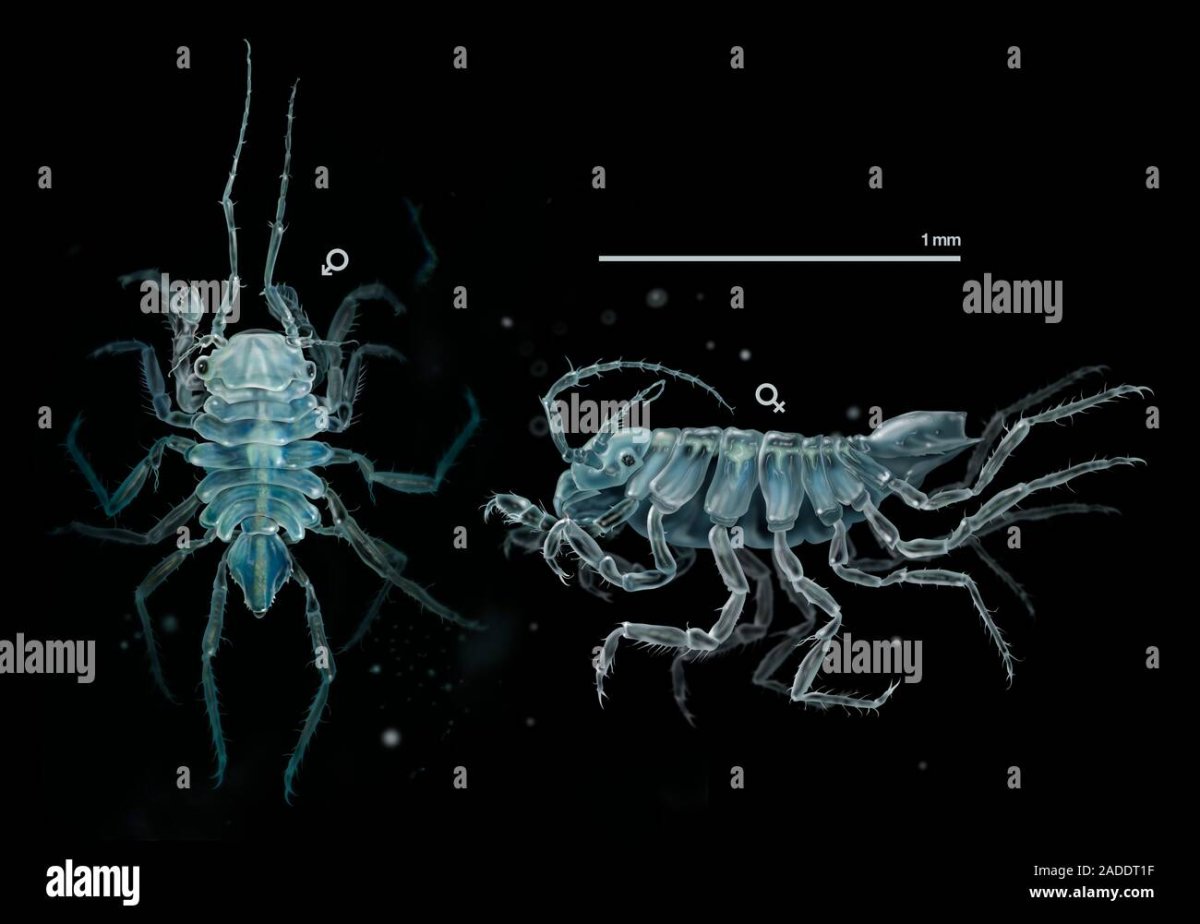 Гигантский изопод мокрица