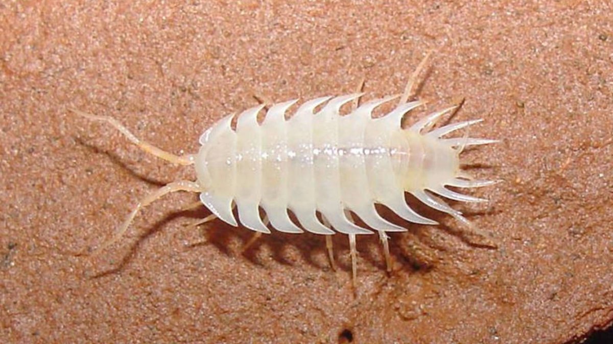 Испуганный изопод