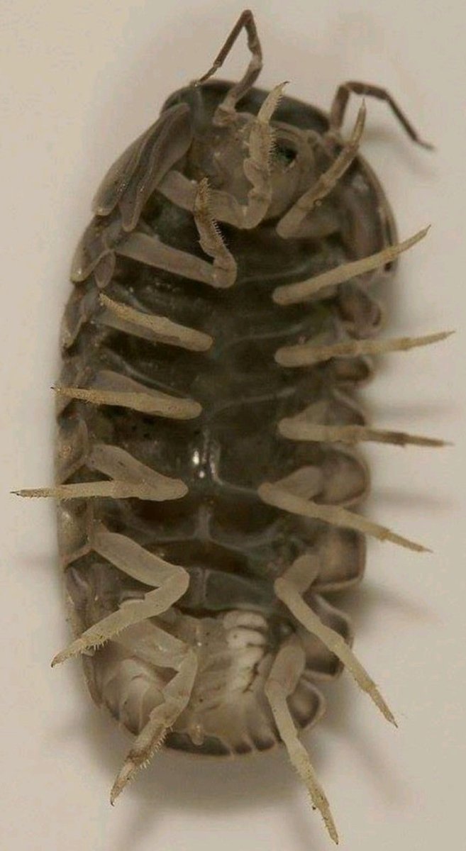 Мокрица Rubber Ducky