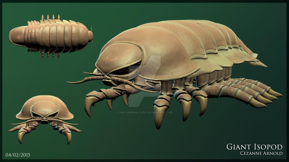 Антарктический изопод