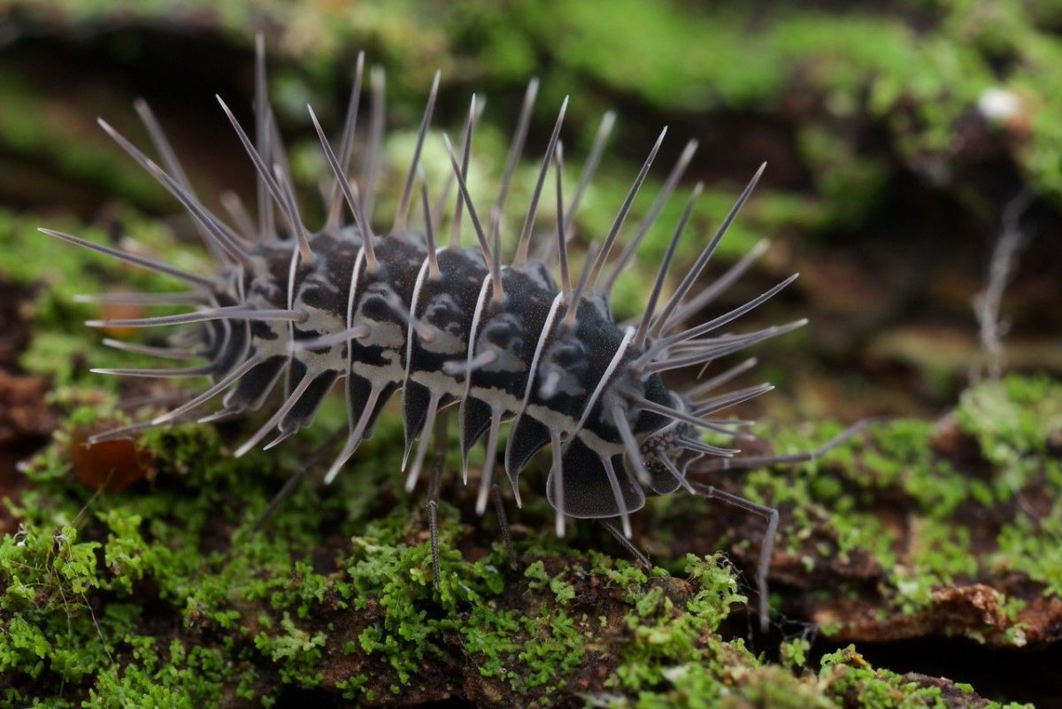 Гигантский плюшевый изопод
