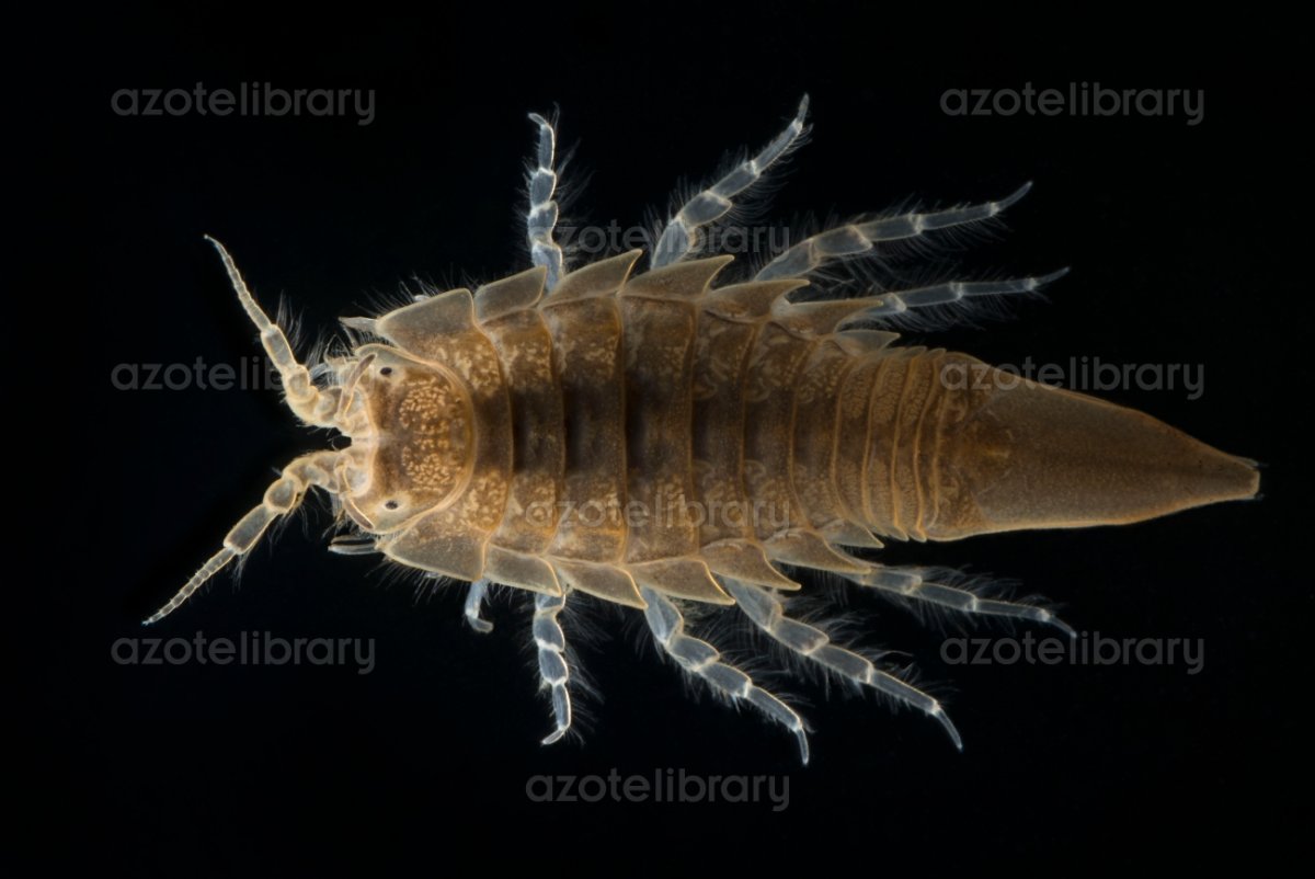 Masayoshi Matsumoto шарики