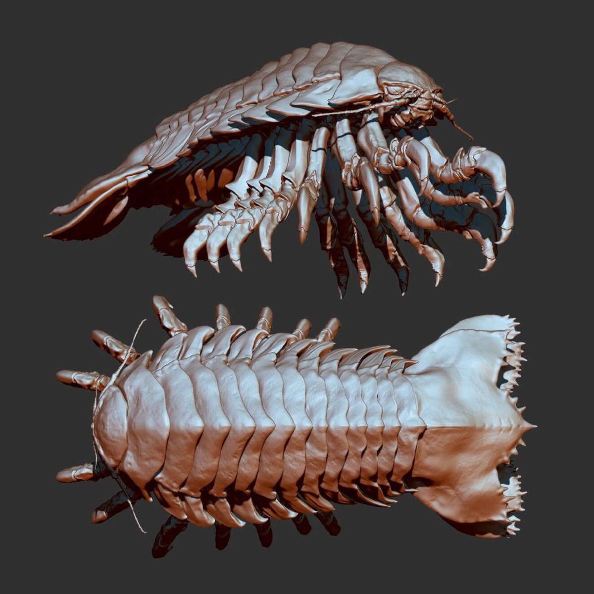 Armadillidium granulatum