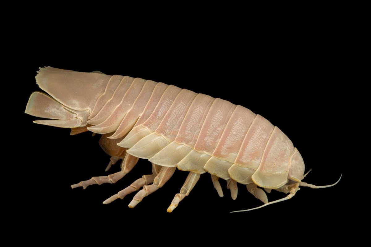 Мокрица изопода порцеллио