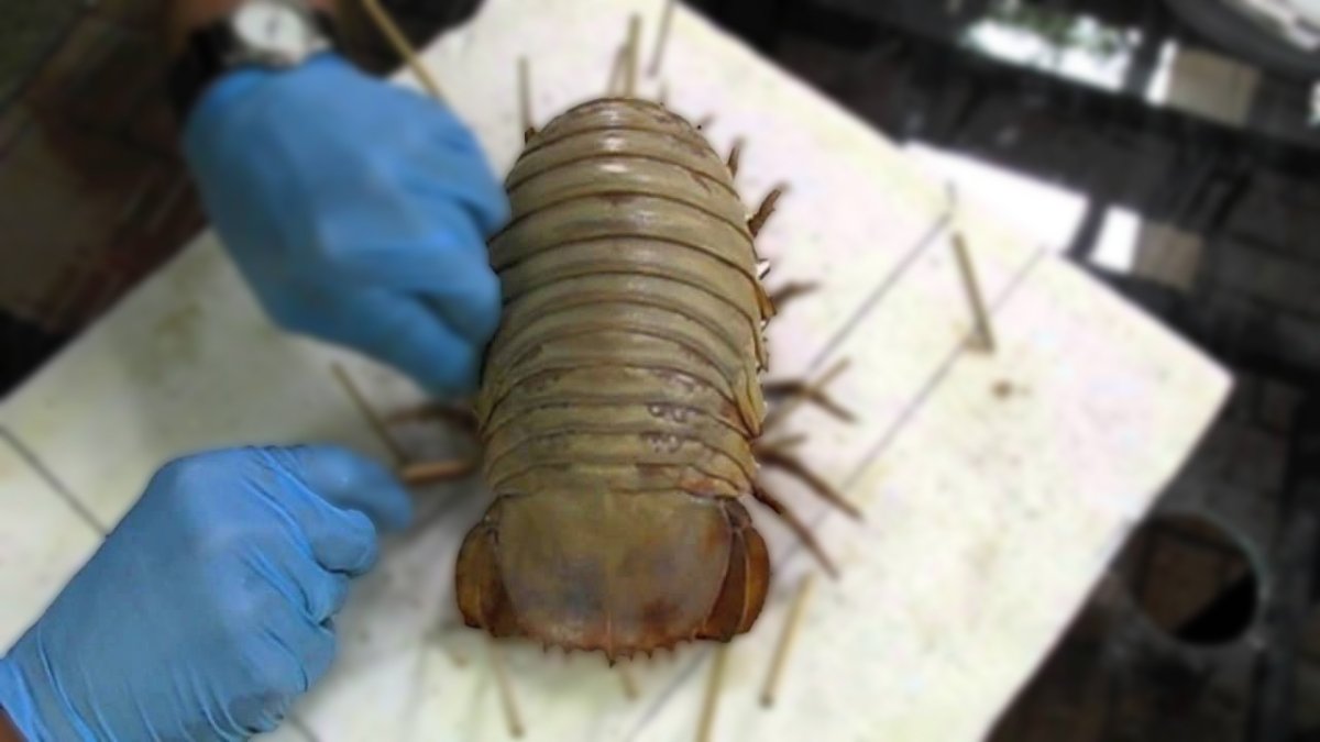 Гигантский изопод строение