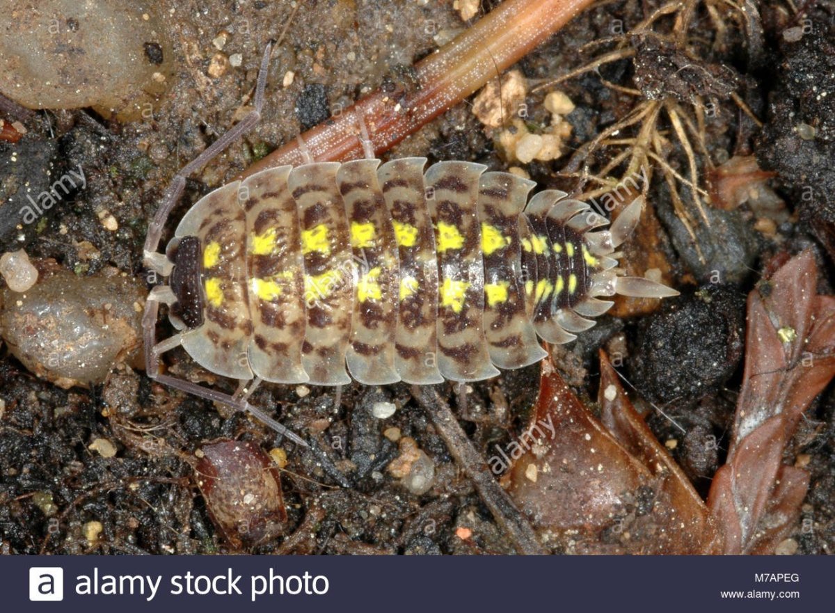 Гусеница мокрица