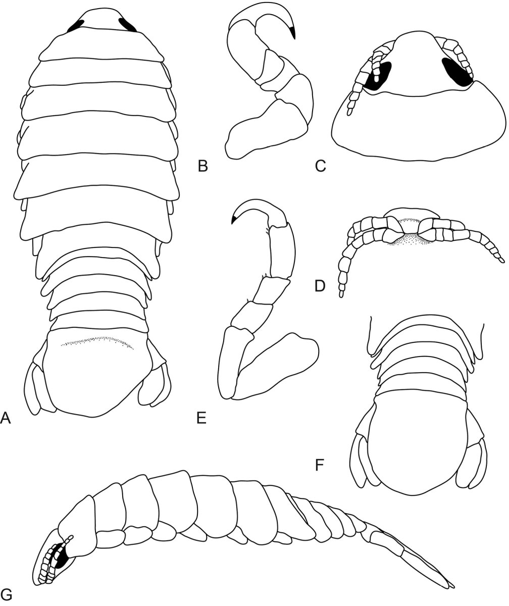 Изопода морской таракан