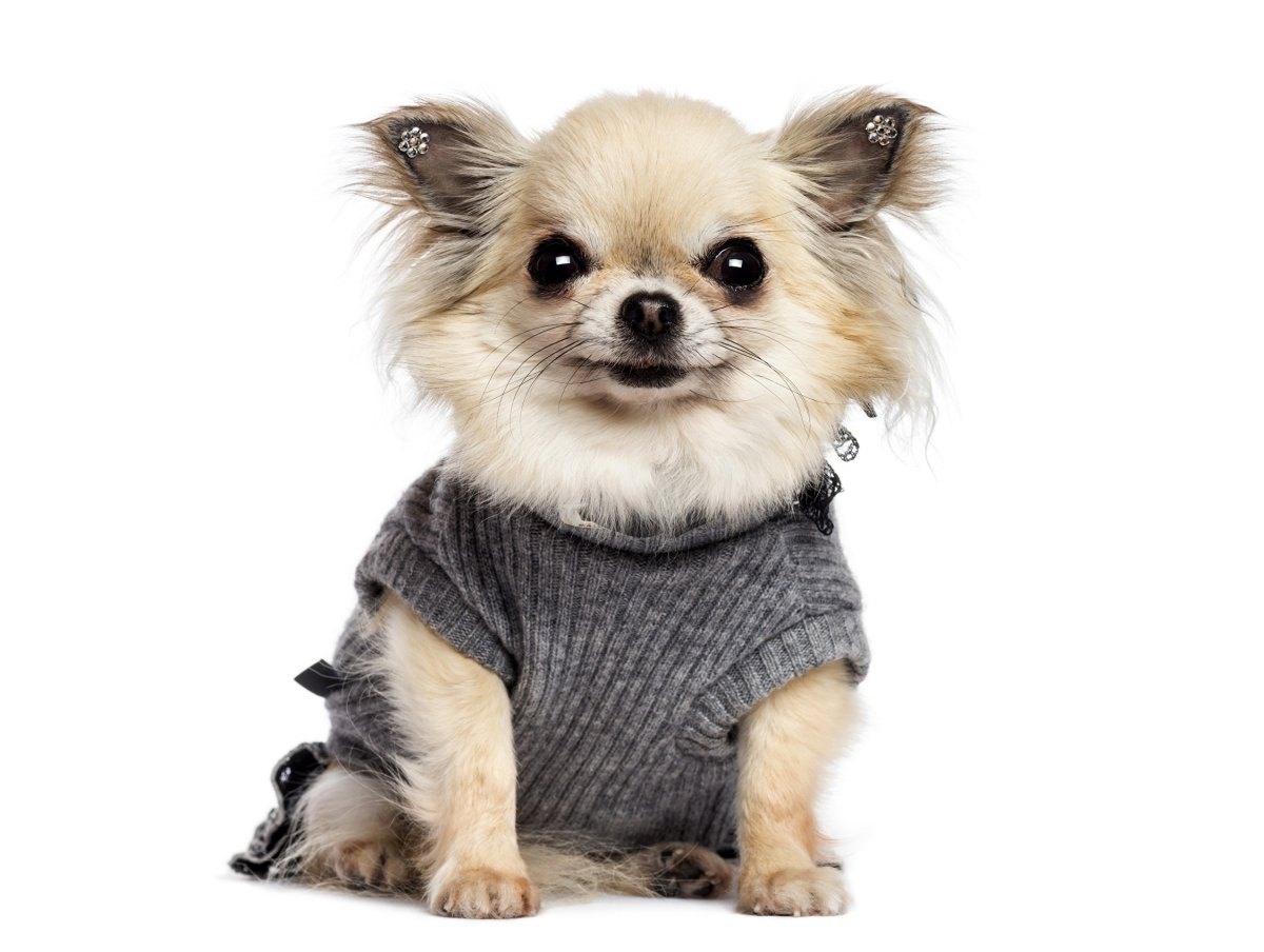 Маленькая собака чихуахуа