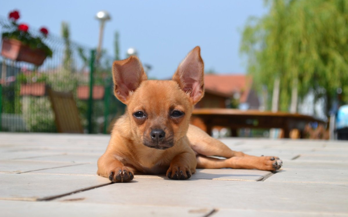 Чихуахуа рыжий гладкошерстный