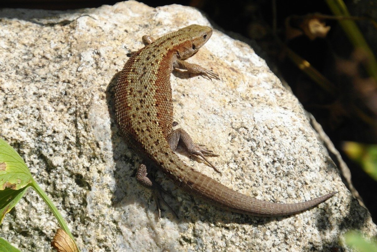 Ящерица Кавказская