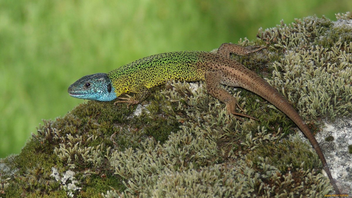 Ящерица Уральская