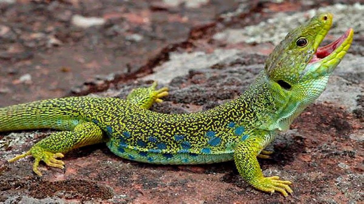 Ящерица Lagarto