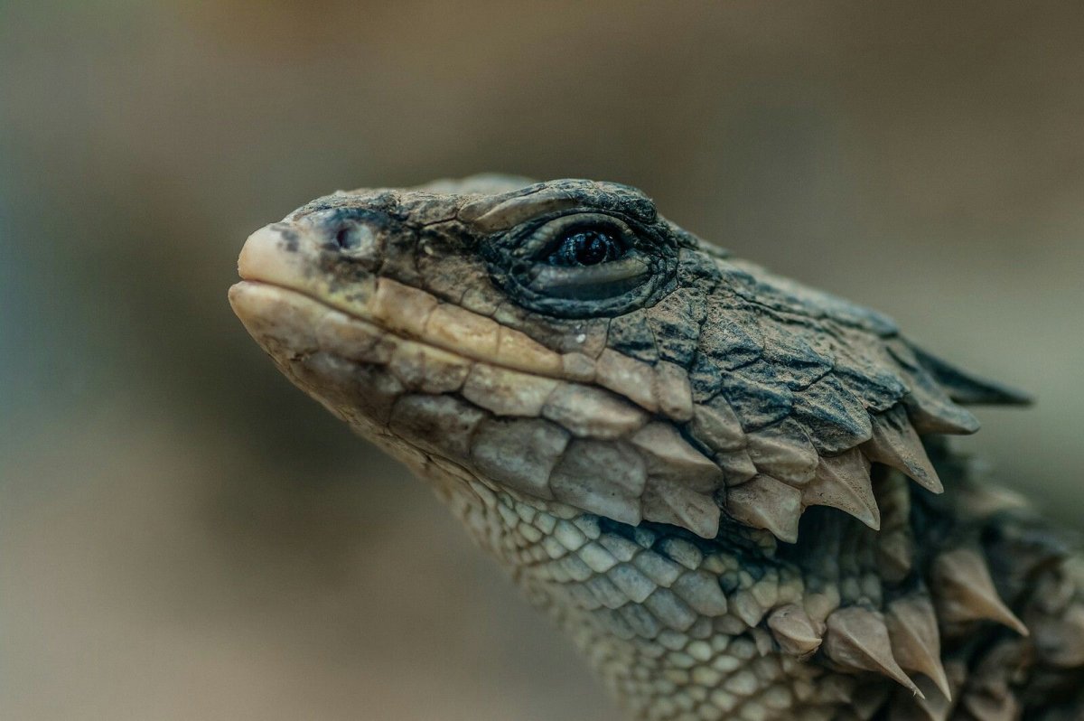 Сцинк поясохвост