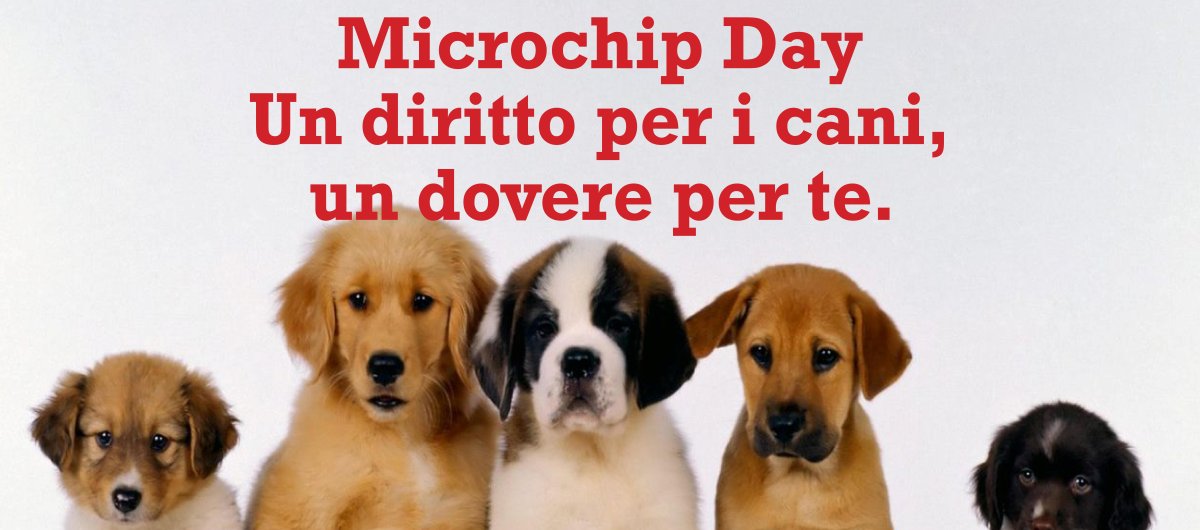 Какие породы собак снятся