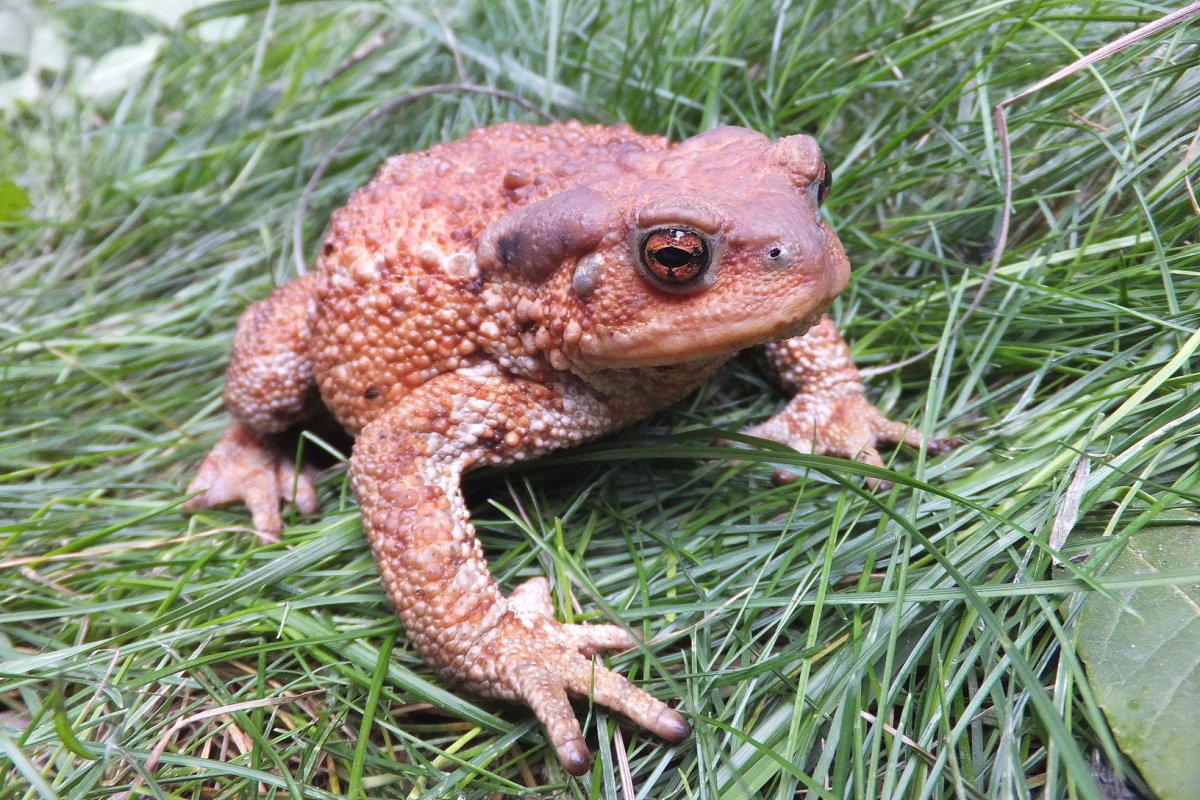 Кавказская (Колхидская) жаба