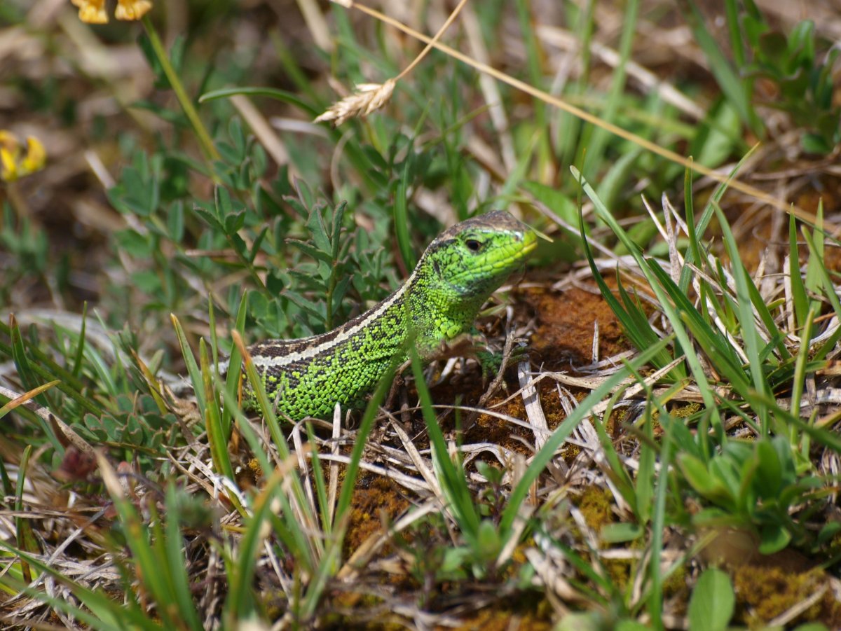 Изумрудная ящерица Лизард