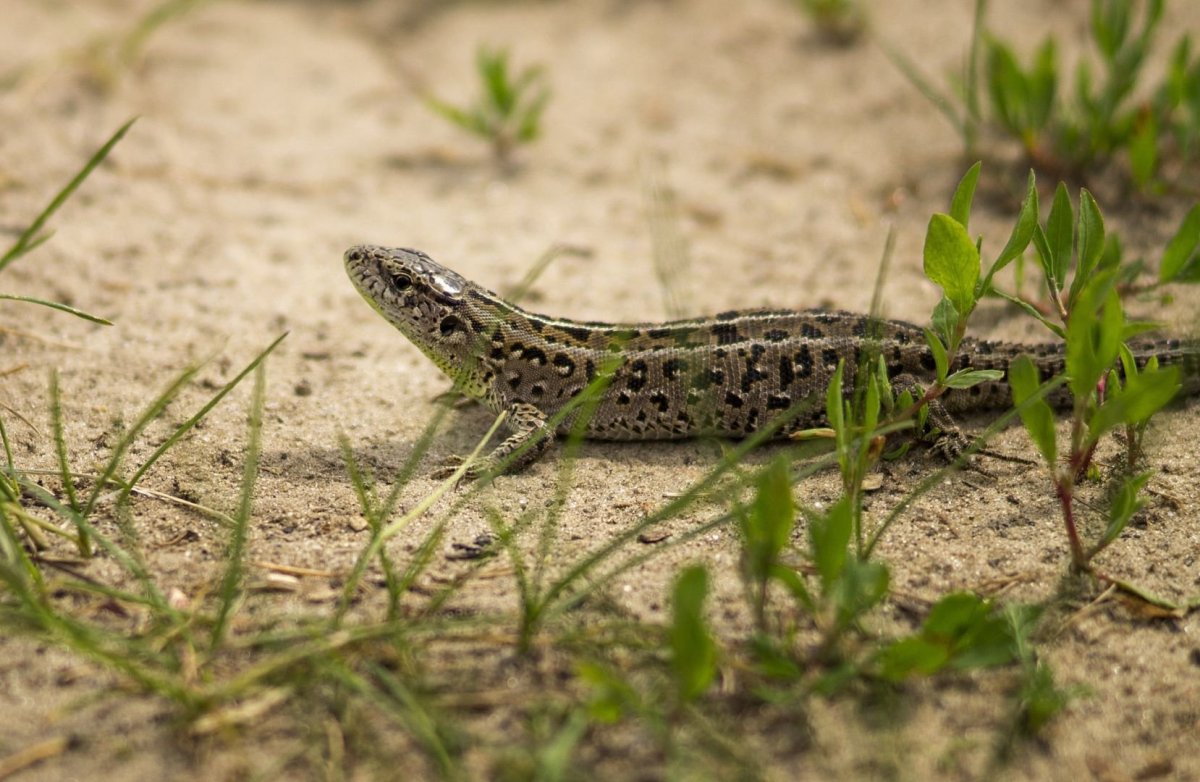 Прыткая и живородящая ящерицы