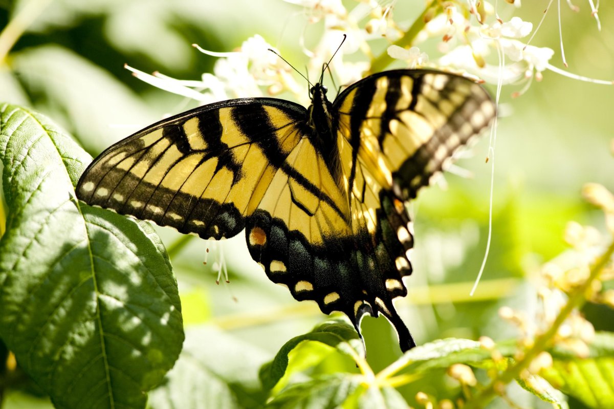 Butterfly Black обои