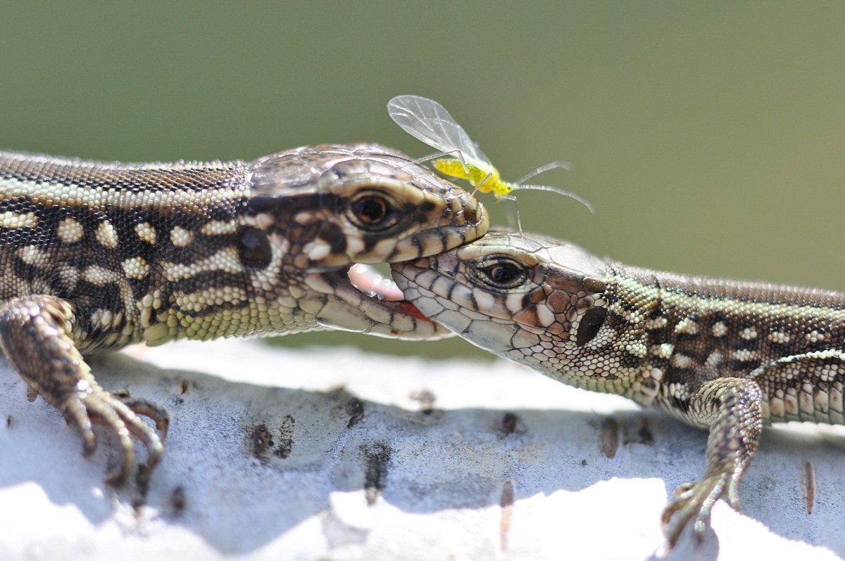 Прыткая ящерица самец