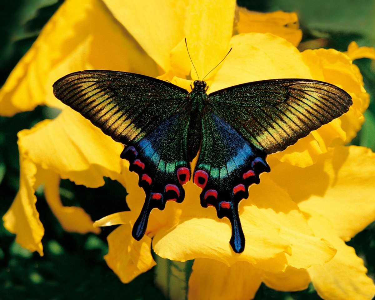 Парусник Маака желтые