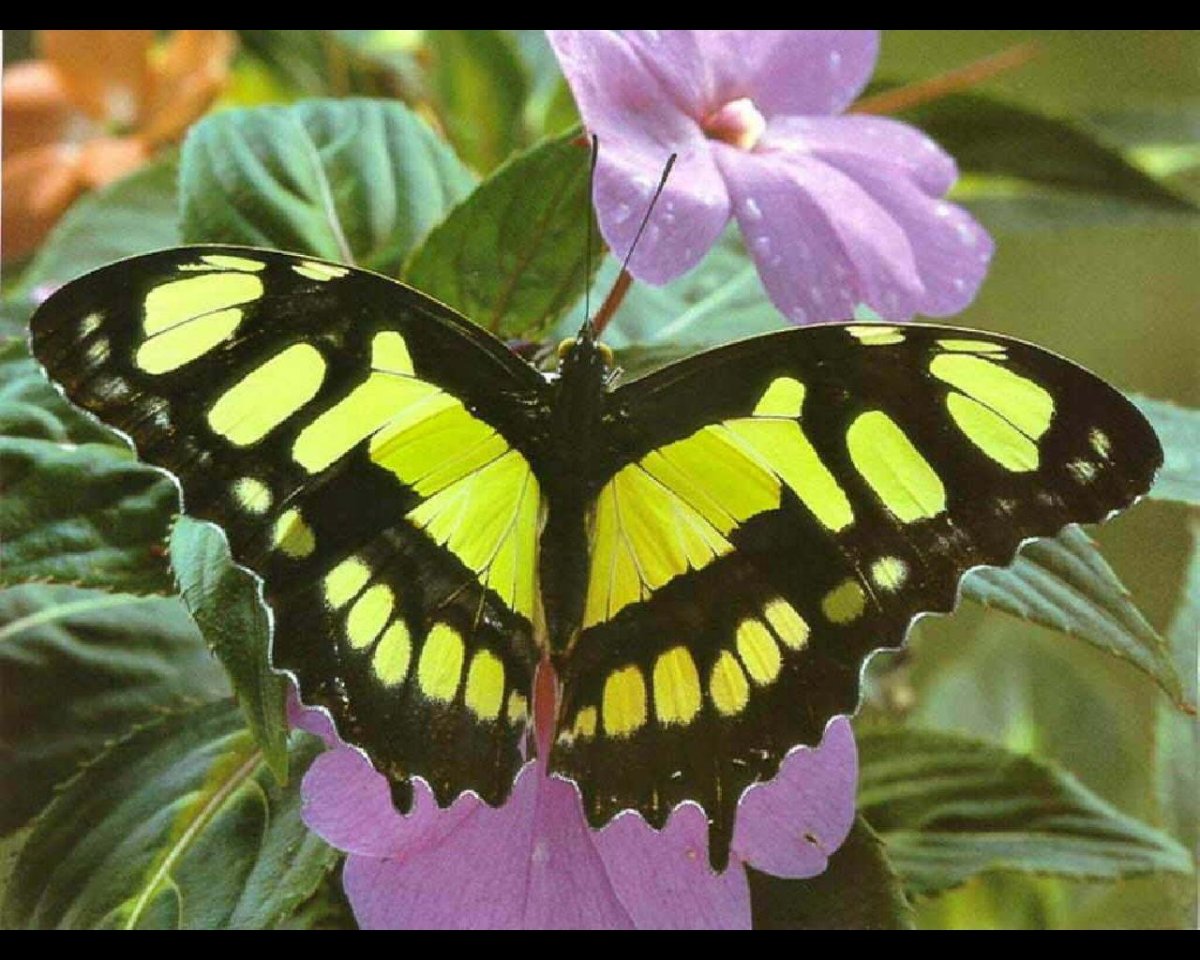 Парусник Улисс гусеница