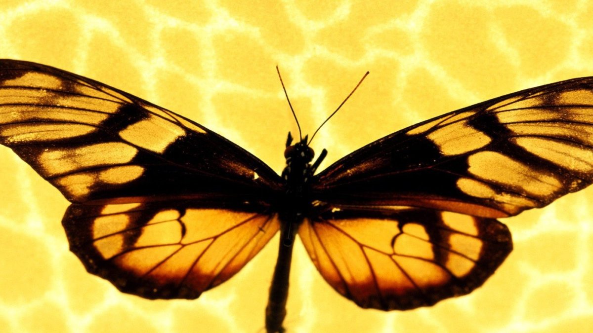 Бабочка желтая с черным