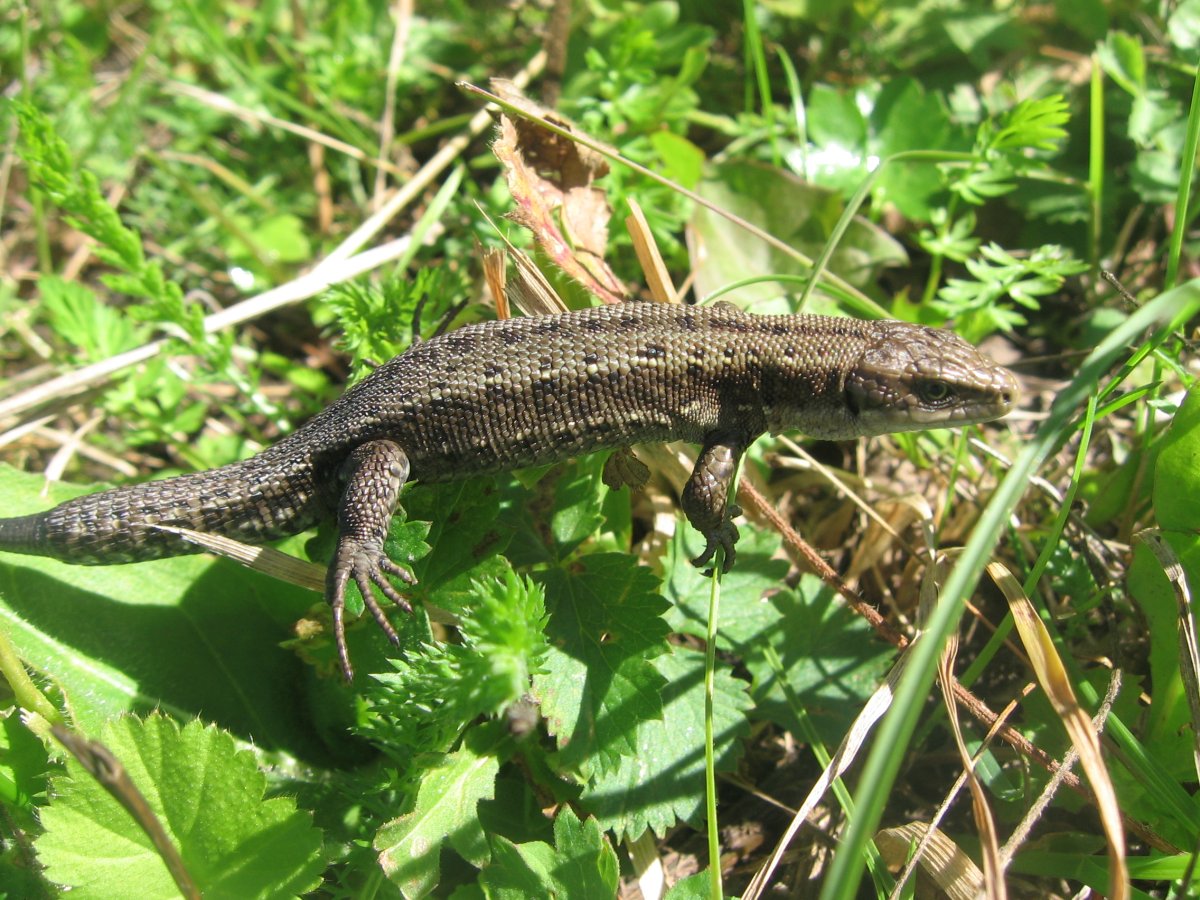 Живородящая ящерица питается