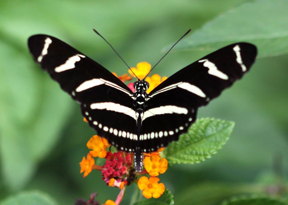 Zebra Longwing