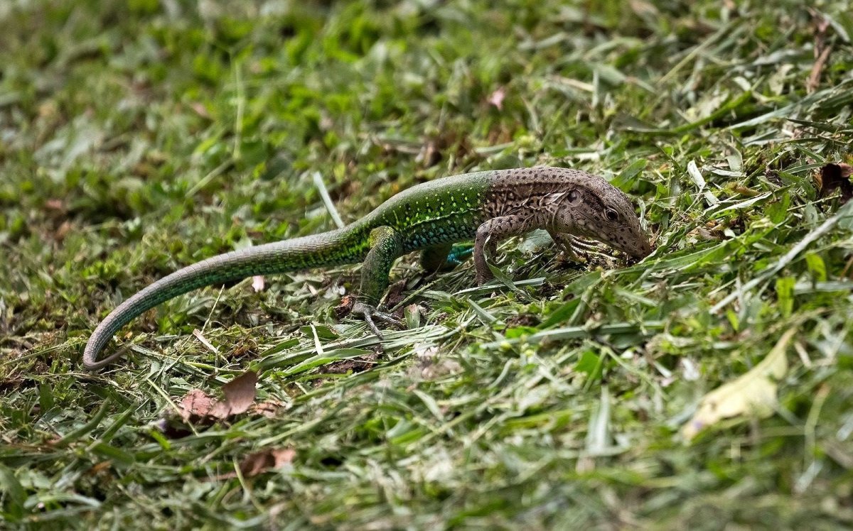 Ящерицампрытка Грузинская