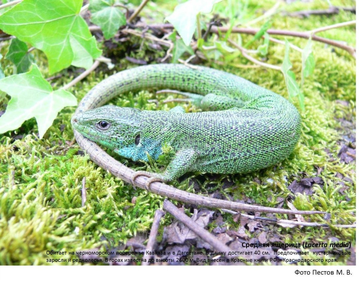 Ящерицы средней полосы