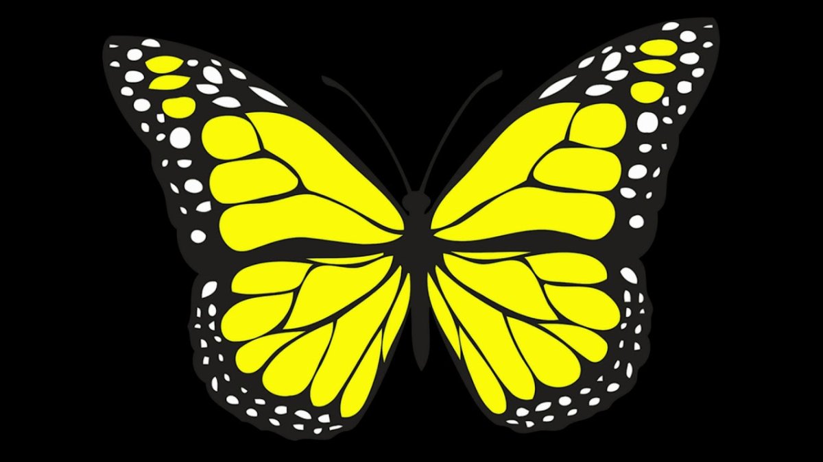Бабочки на черном фоне
