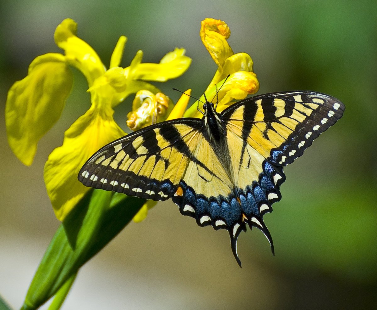 Бабочка на цветке