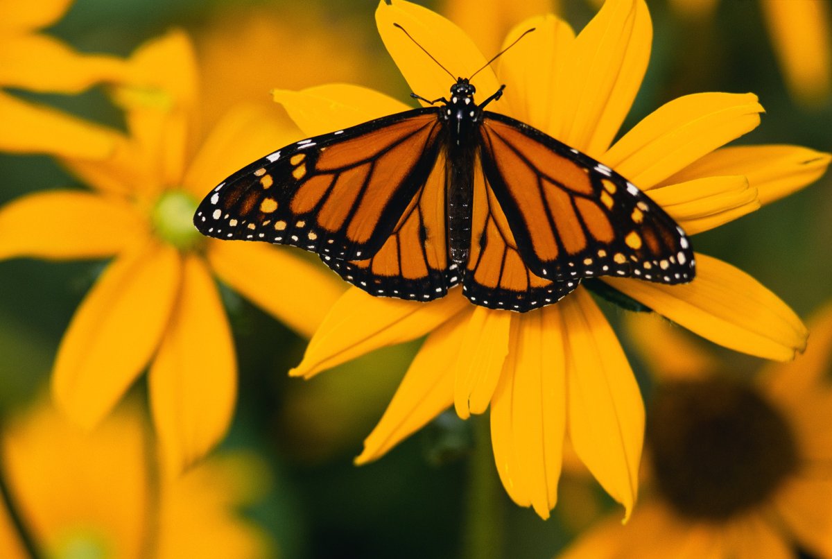 Желтые бабочки Монарх