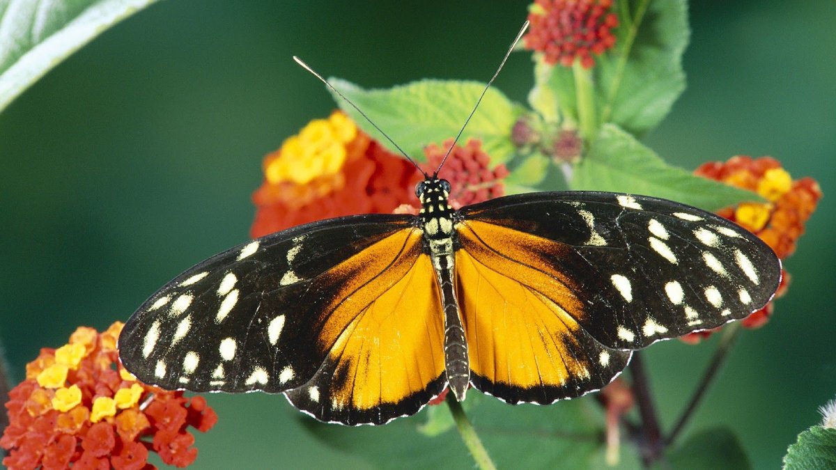 Черно желтая бабочка