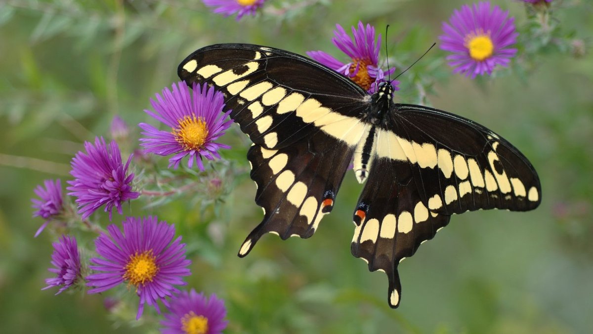 Бабочка черно желтая
