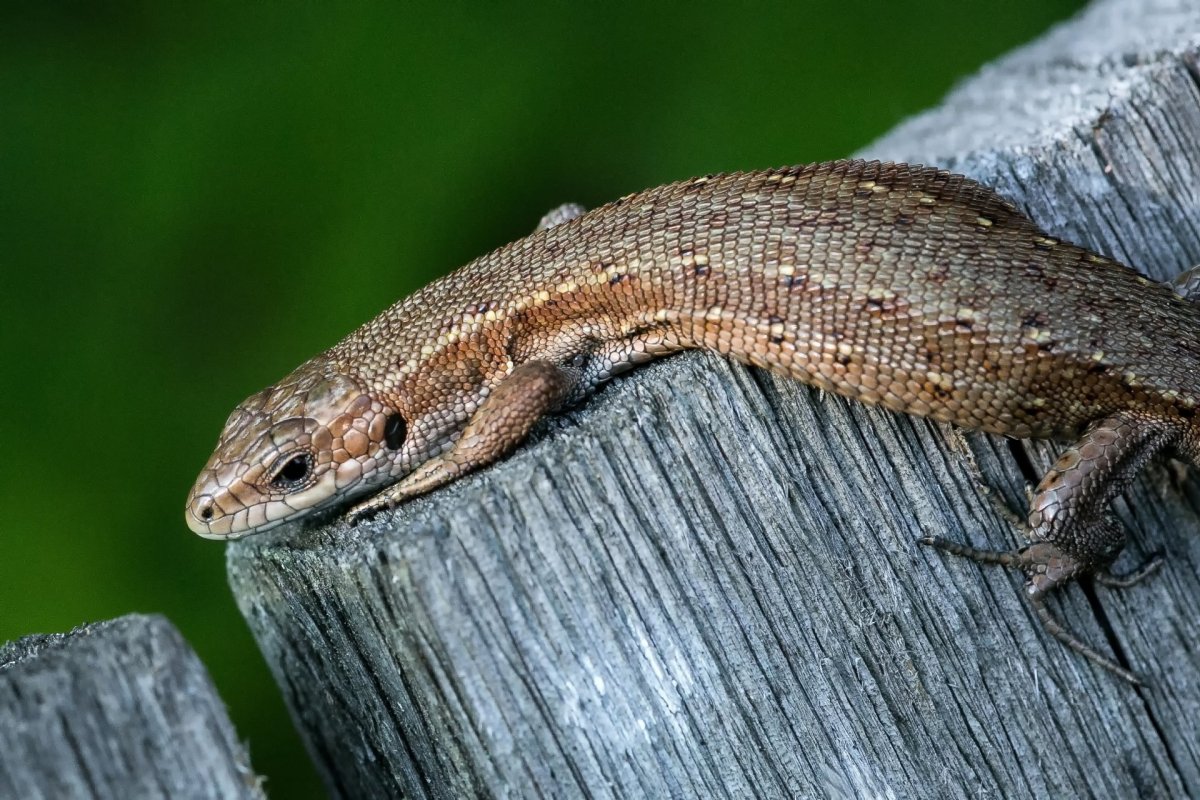 Живородящая ящерица