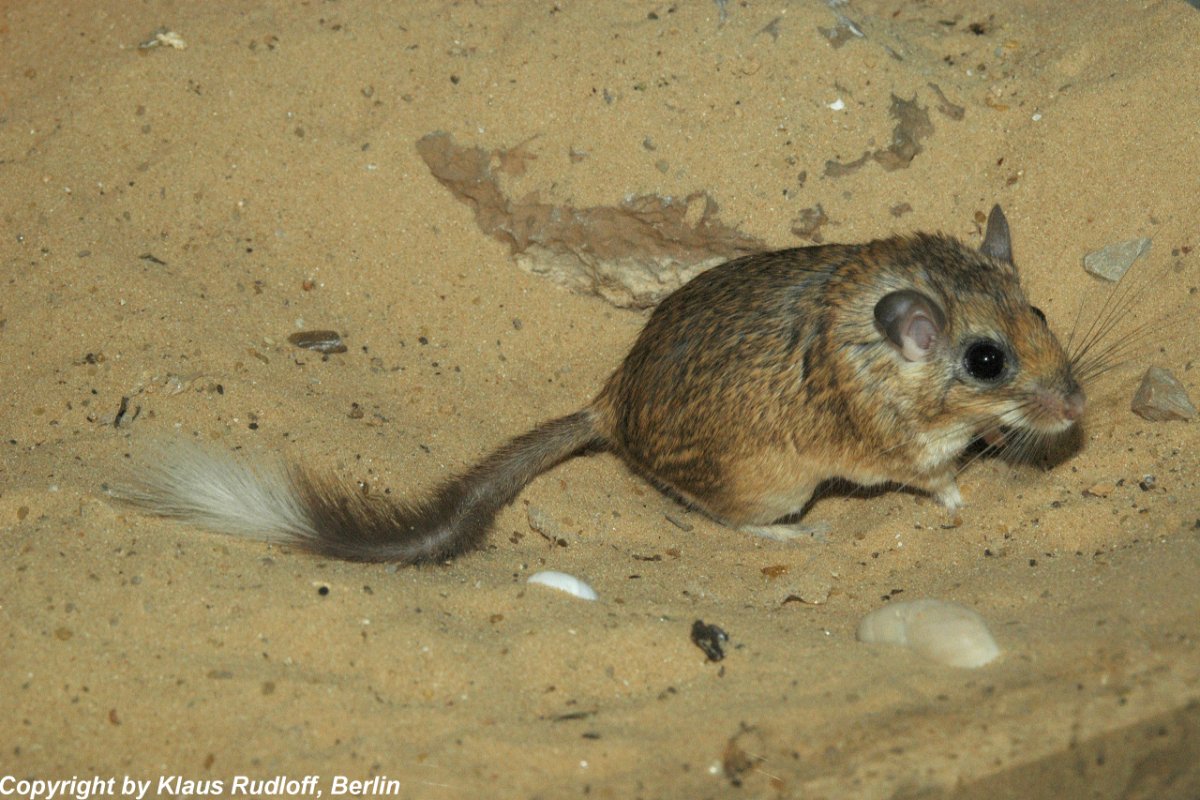 Пушистохвостая Песчанка